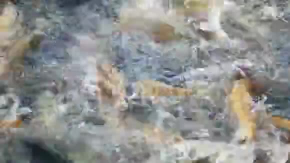 特写镜头琥珀金鳟鱼在鱼场里自由漂浮在水中的鱼视频的预览图