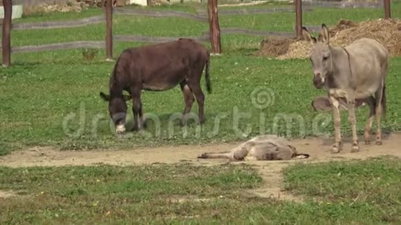 养驴场牧场上的野驴驴的家庭视频的预览图