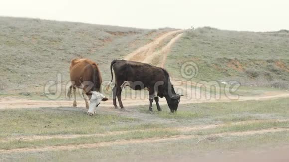 两头牛在田里吃青草奶牛在绿色的田野上行走视频的预览图