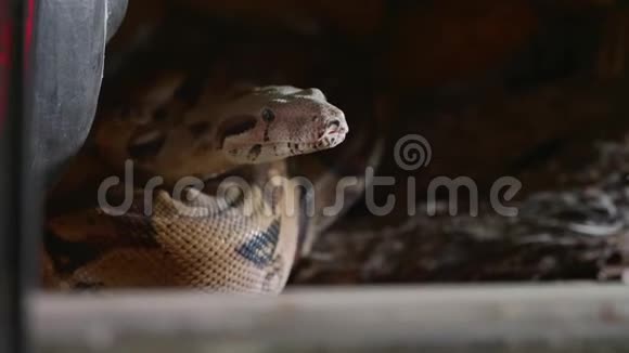 蛇的脸眼睛和舌头的特写的肖像视频的预览图