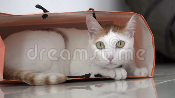 白色和生姜家用猫坐在地板上的纸袋中的电影胶片视频的预览图