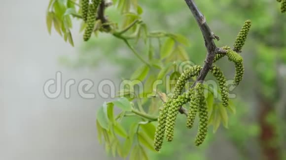 核桃树春天开花早春核桃树枝上盛开的核桃花视频的预览图
