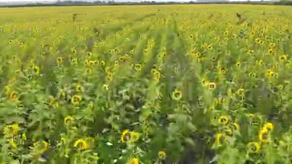 飞过成熟的向日葵的田野视频的预览图