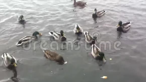 鸭子在冷水中游泳吃面包吃他们扔的饲料秋天的景象视频的预览图