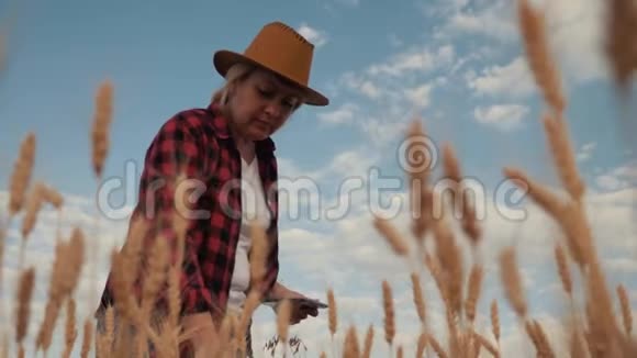 农艺师记录并查看小麦收获情况将数据写入平板电脑视频的预览图