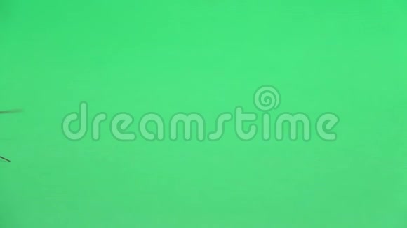 马达加斯加蟑螂爬行绿色屏幕侧视慢动作视频的预览图