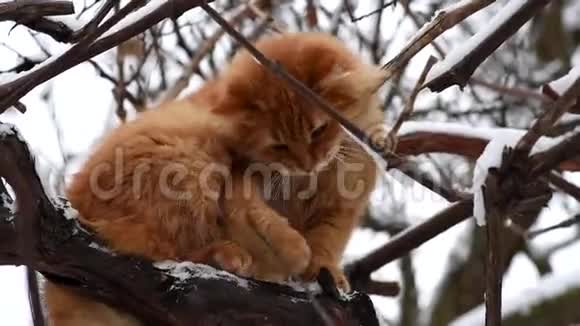 冬天一只大红猫坐在树枝上视频的预览图