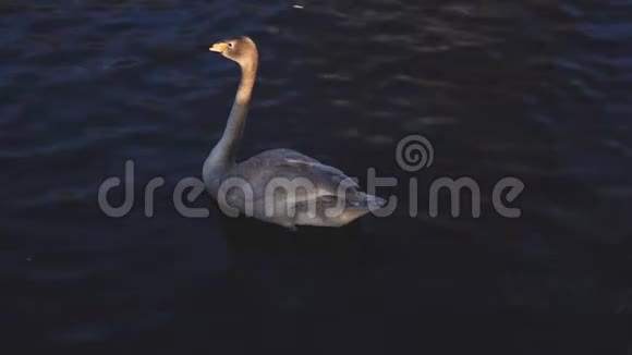美丽的小天鹅在湖里游泳4k动物保护区概念视频的预览图