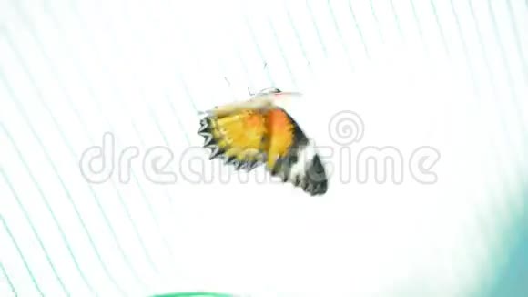 一只昆虫蝴蝶视频的预览图