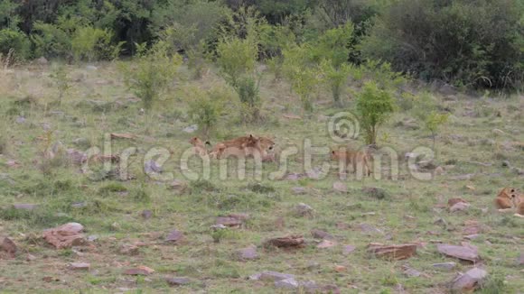 狮子女咆哮着在草地上休息围绕着她扮演小狮子幼崽视频的预览图