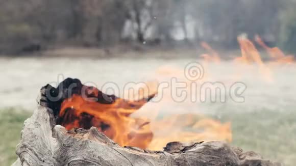 林火中烧老树干树皮特写燃烧树干的老树视频的预览图
