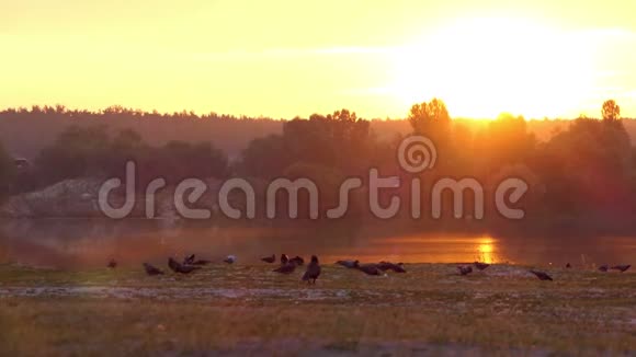 有鸽子的森林湖有闪闪发光的水日落时有伍迪海滩视频的预览图