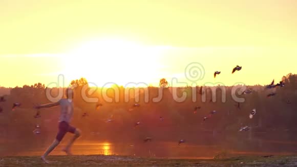 金发男孩在日落时湖岸的鸽子间奔跑他们在斯隆莫起飞视频的预览图