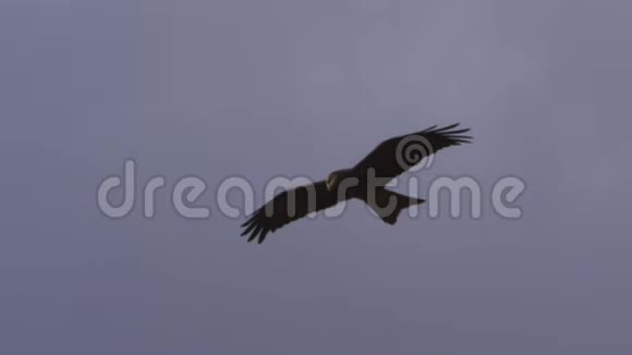 两只鹰在天空中缓慢飞翔视频的预览图