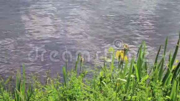 春天沿着华盛顿州蓝色水域的野生虹膜视频的预览图