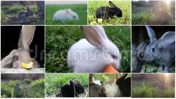 带装饰蛋的篮子小兔子复活节卡片视频的预览图