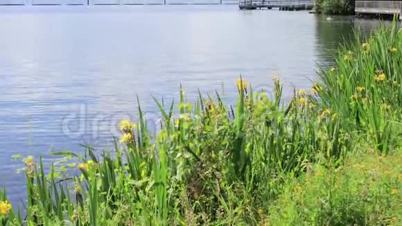 春天沿着华盛顿州蓝色水域的野生虹膜视频的预览图