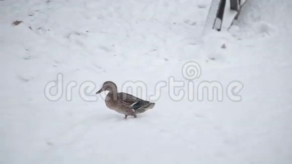 野鸭走在雪地上视频的预览图