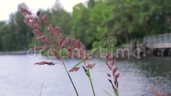 春草与木板路在湖上视频的预览图
