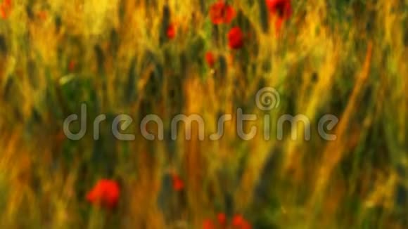 美丽的丘陵景观绿色的托斯卡纳田野与红色的小狗花视频的预览图