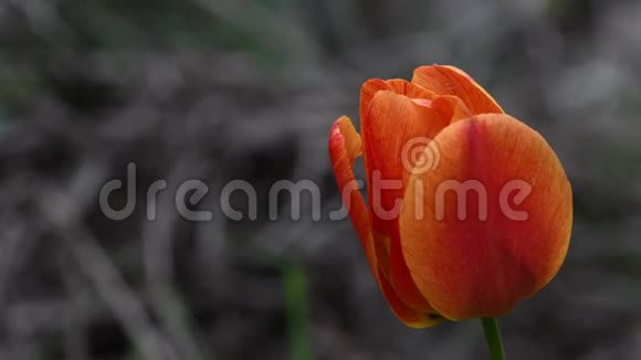 美丽的红色郁金香花视频的预览图