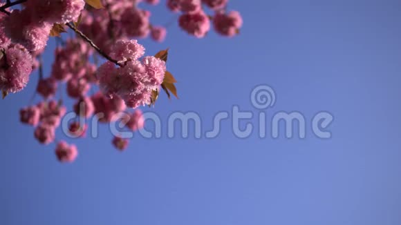 淡樱花开在春天背景上晴朗的蓝天视频的预览图