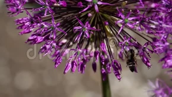 洋葱花上的蜜蜂视频的预览图