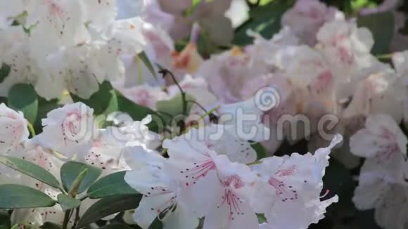 白色杜鹃花丛中盛开着粉红色的中心视频的预览图