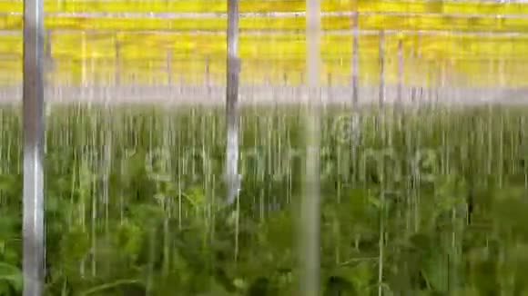 水培系统黄瓜大棚拍摄视频的预览图