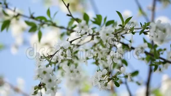 春天一棵盛开的苹果树的光背景视频的预览图
