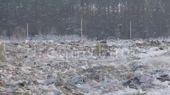 俄罗斯冬季森林垃圾场全景视频的预览图