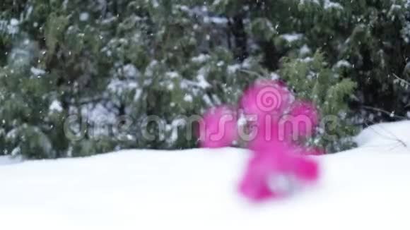 在降雪的背景下令人惊叹的粉红色花朵慢动作视频的预览图