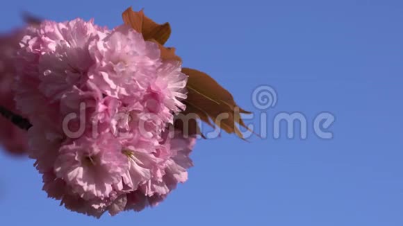 早期开花的樱花的特写日本樱花花瓣上的蓝天背景中没有云视频的预览图
