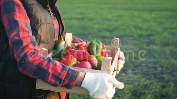 农家女孩在厨房花园里拿着一个木盒子里面放着蔬菜收获时间家庭农场主的概念视频的预览图