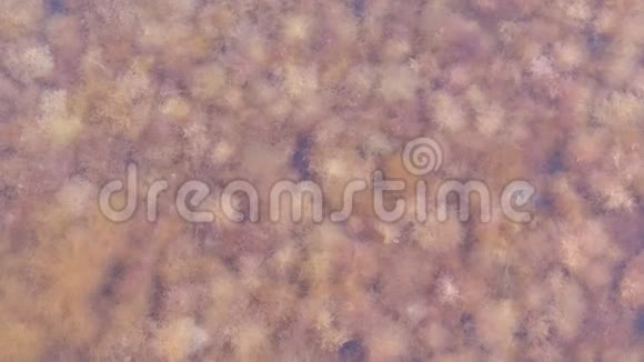 背景浅棕色海藻在海底透明水视频的预览图