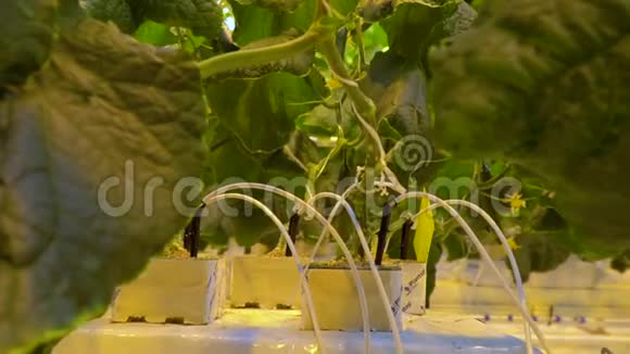 黄瓜植物的水培系统视频的预览图