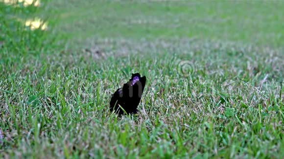 蝴蝶欧洲孔雀在潮湿的草坪上饮酒的电影视频的预览图