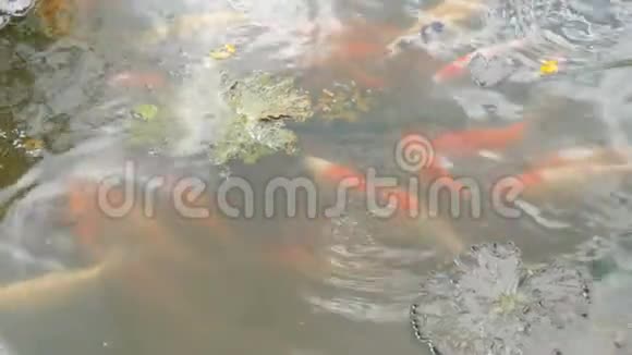 很脏的池塘里的日本红鲤鱼视频的预览图