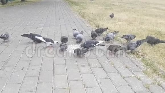 鸽子在城市公园户外吃面包视频的预览图