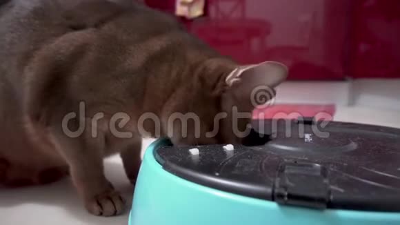 阿比西尼亚猫吃自动喂食器视频的预览图