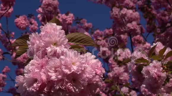 樱花季永恒的春天特写樱花观花视频的预览图