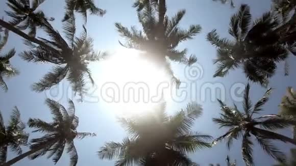 棕榈树日出镜头在美丽的蓝天背景上闪耀着棕榈叶视频的预览图