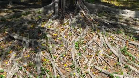 热带森林有大的老树干和大根视频的预览图