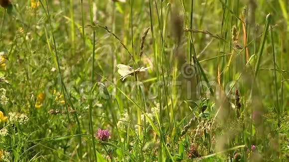 夏天绿茵草地上的蜜蜂和蝴蝶视频的预览图