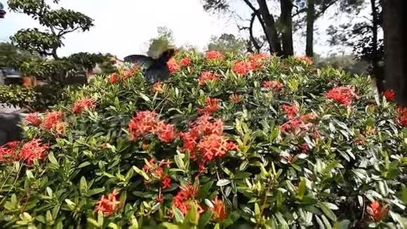 美丽的热带蝴蝶在明亮的花丛上视频的预览图