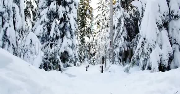女子滑雪板穿过森林4K视频的预览图