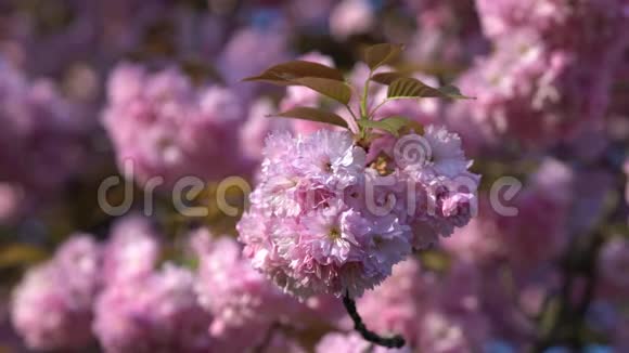 日本樱花枝上盛开的花朵背景上模糊的樱花树视频的预览图