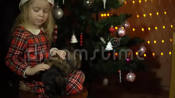 一个小女孩正在抚摸坐在圣诞树前椅子上的猫视频的预览图