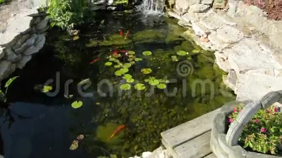 锦鲤池塘视频的预览图