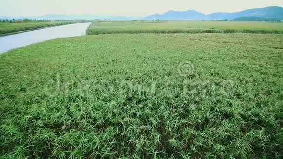 苇田在顺川湾湿地随风摇动视频的预览图